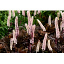 ACTAEA simplex \'Brunette\'