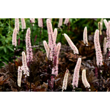 ACTAEA simplex \'Brunette\'