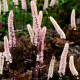 CIMICIFUGA simplex 'Brunette'