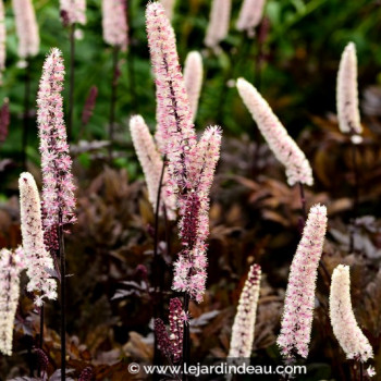 CIMICIFUGA simplex &#039;Brunette&#039;