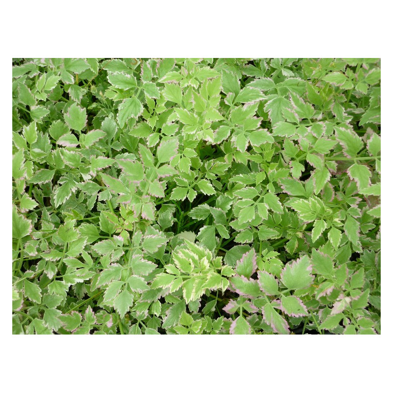 OENANTHE javanica 'Flamingo'