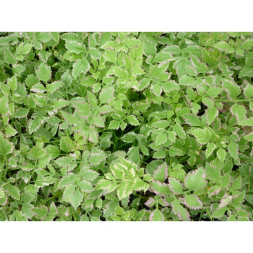 OENANTHE javanica \'Flamingo\'