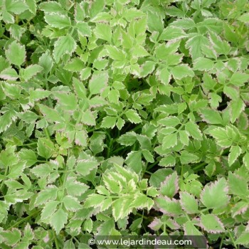 OENANTHE javanica &#039;Flamingo&#039;