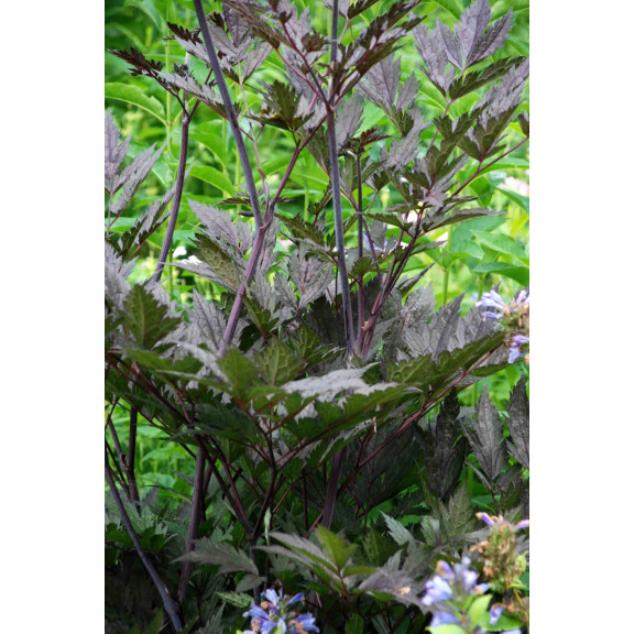CIMICIFUGA simplex 'Brunette'