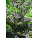 CIMICIFUGA simplex 'Brunette'