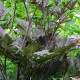 CIMICIFUGA simplex 'Brunette'