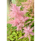 ASTILBE chinensis var. pumila