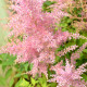 ASTILBE chinensis var. pumila