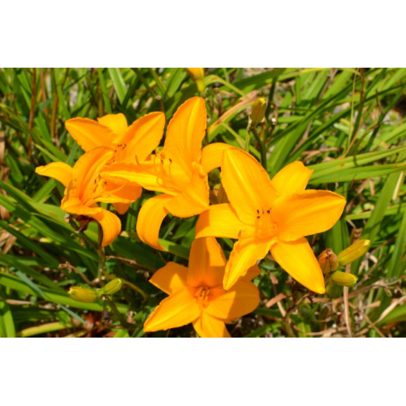 HEMEROCALLIS 'Burning Daylight'