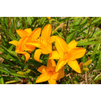 HEMEROCALLIS 'Burning Daylight'