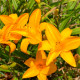 HEMEROCALLIS 'Burning Daylight'