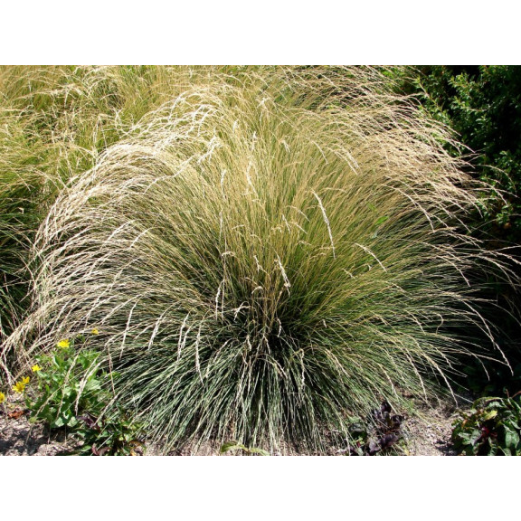 FESTUCA mairei