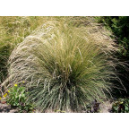 FESTUCA mairei