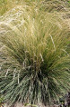 FESTUCA mairei
