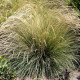 FESTUCA mairei