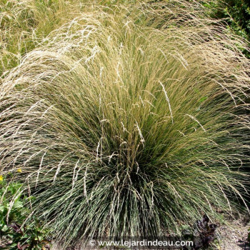 FESTUCA mairei