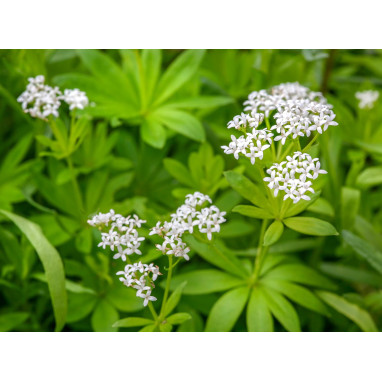 GALIUM odoratum