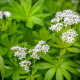 GALIUM odoratum