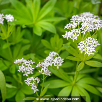 GALIUM odoratum