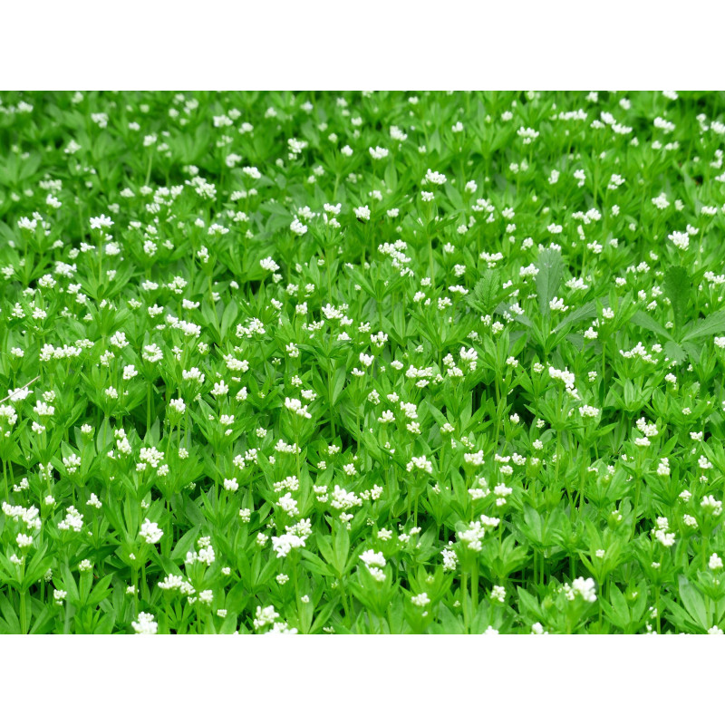 GALIUM odoratum