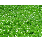 GALIUM odoratum