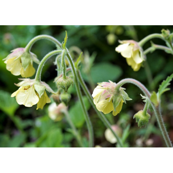 GEUM rivale 'Lemon Drops'