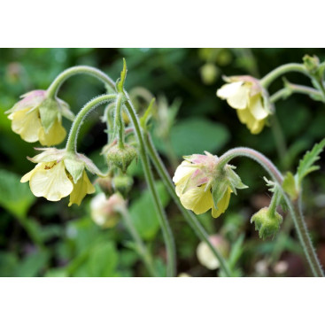 GEUM rivale \'Lemon Drops\'
