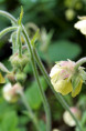 GEUM rivale 'Lemon Drops'