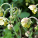 GEUM rivale 'Lemon Drops'