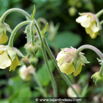 GEUM rivale &#039;Lemon Drops&#039;