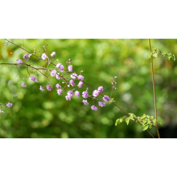 THALICTRUM delavayi 'Hewitt's Double'