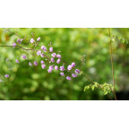 THALICTRUM delavayi 'Hewitt's Double'