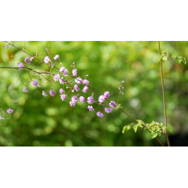 THALICTRUM delavayi \'Hewitt\'s Double\'