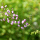 THALICTRUM delavayi 'Hewitt's Double'