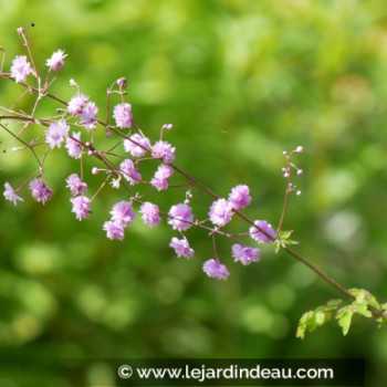 THALICTRUM delavayi &#039;Hewitt&#039;s Double&#039;