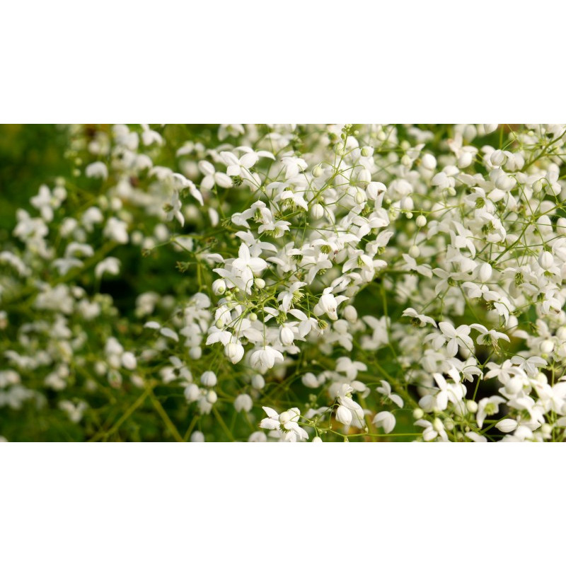 THALICTRUM delavayi 'Splendide White'