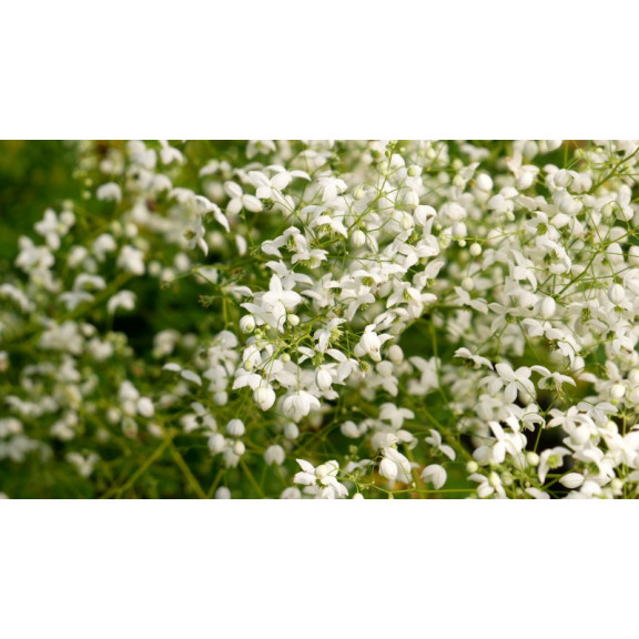 THALICTRUM delavayi 'Splendide White'