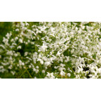 THALICTRUM delavayi 'Splendide White'