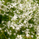 THALICTRUM delavayi 'Splendide White'