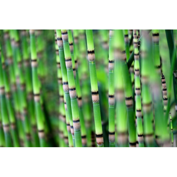 EQUISETUM hyemale