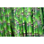 EQUISETUM hyemale