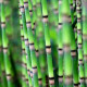 EQUISETUM hyemale