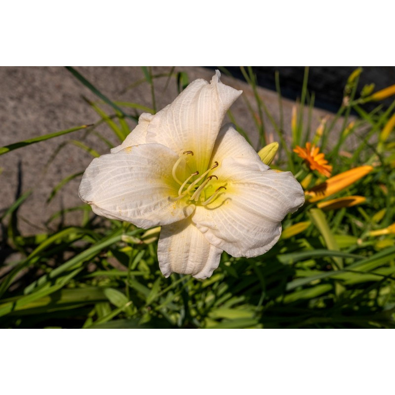 HEMEROCALLIS 'Joan Senior'