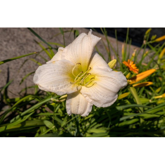 HEMEROCALLIS 'Joan Senior'