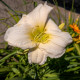 HEMEROCALLIS 'Joan Senior'