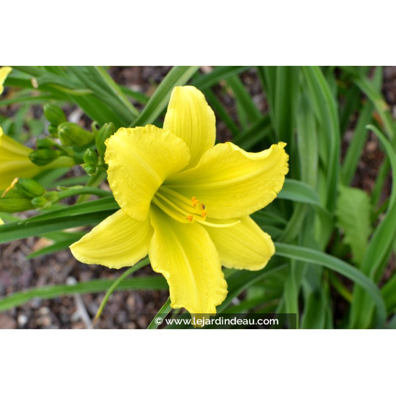 HEMEROCALLIS 'Green Flutter'
