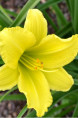 HEMEROCALLIS 'Green Flutter'