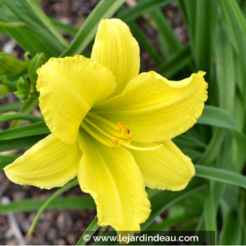 HEMEROCALLIS &#039;Green Flutter&#039;