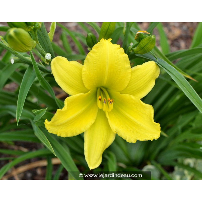 HEMEROCALLIS 'Green Flutter'