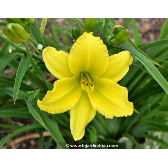 HEMEROCALLIS 'Green Flutter'